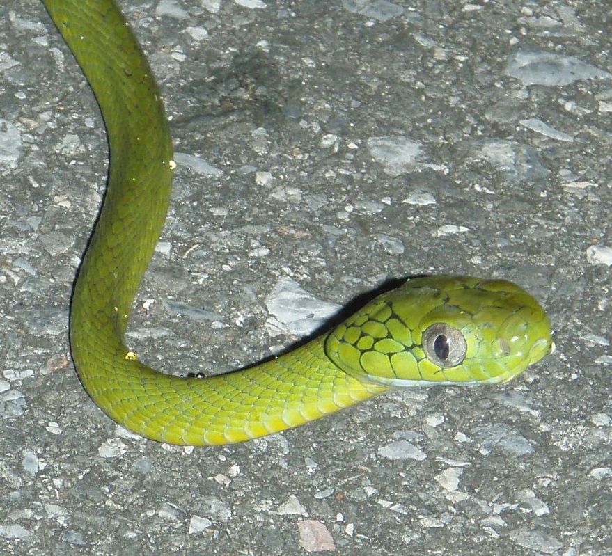 Boiga cyanea